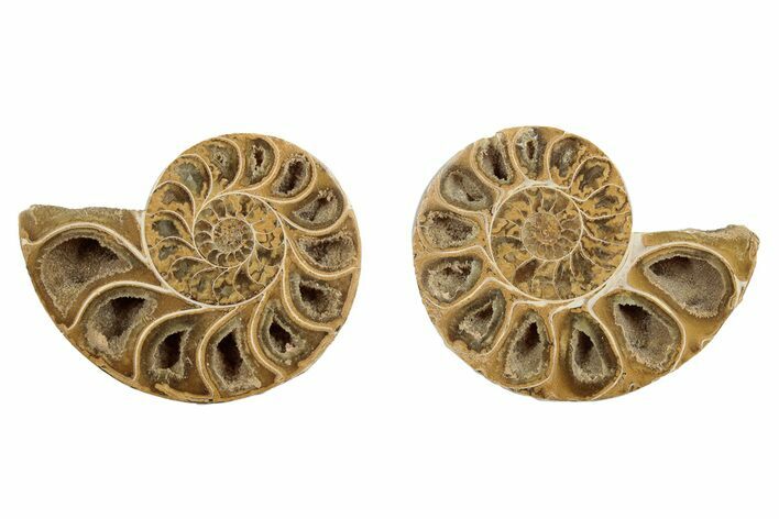 Jurassic Cut & Polished Ammonite Fossil - Madagascar #289316